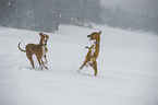 running sighthounds