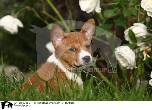 Basenji Welpe / Basenji puppy / JH-03699