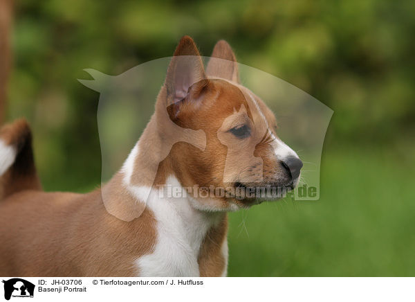 Basenji Portrait / JH-03706