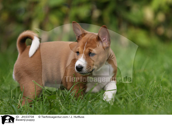 Basenji puppy / JH-03708