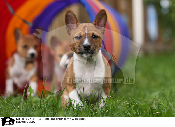 Basenji Welpe / Basenji puppy / JH-03710