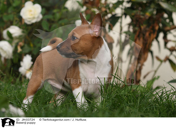 Basenji Welpe / Basenji puppy / JH-03724