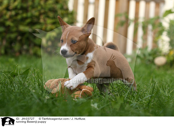 rennender Basenji Welpe / running Basenji puppy / JH-03727