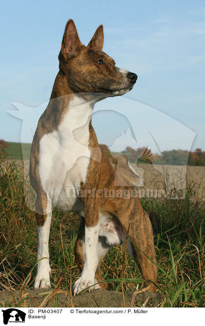 Basenji / Basenji / PM-03407