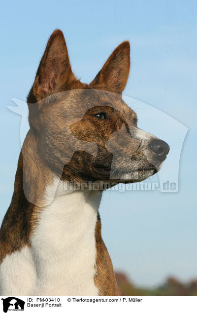 Basenji Portrait / Basenji Portrait / PM-03410