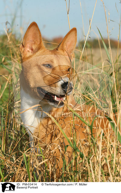 Basenji Portrait / Basenji Portrait / PM-03414