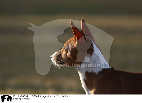 Basenji Portrait / Basenji Portrait / JH-04834