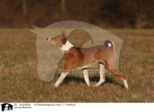 junger Basenji / young Basenji / JH-04836