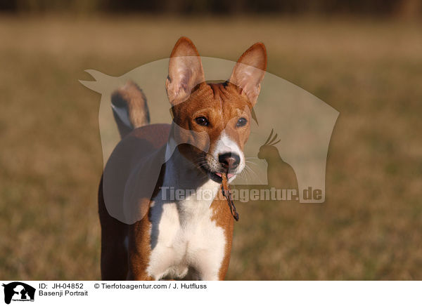 Basenji Portrait / Basenji Portrait / JH-04852