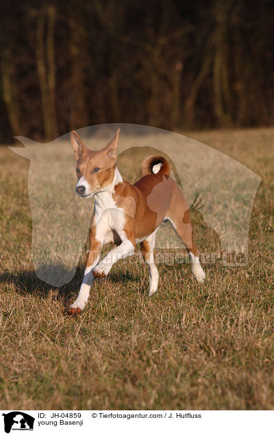 junger Basenji / young Basenji / JH-04859