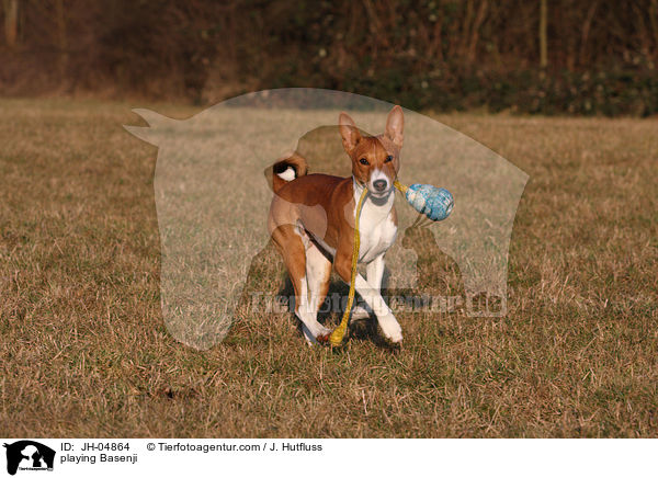 spielender Basenji / playing Basenji / JH-04864