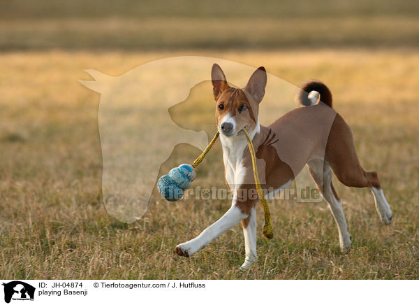 spielender Basenji / playing Basenji / JH-04874