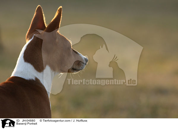 Basenji Portrait / Basenji Portrait / JH-04880