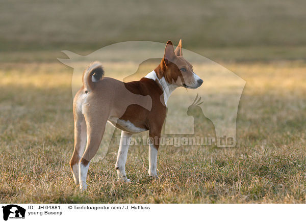 junger Basenji / young Basenji / JH-04881