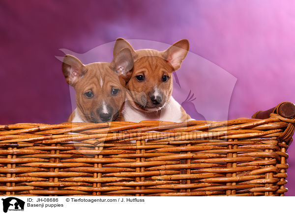 Basenji Welpen / Basenji puppies / JH-08686