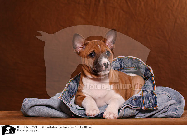 Basenji puppy / JH-08729