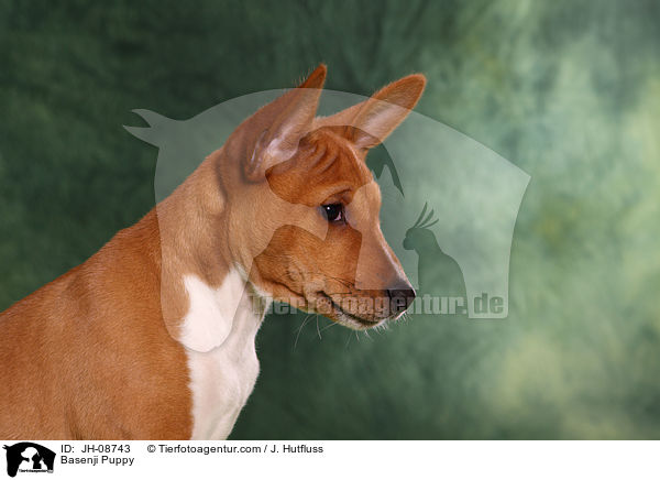 Basenji Puppy / JH-08743