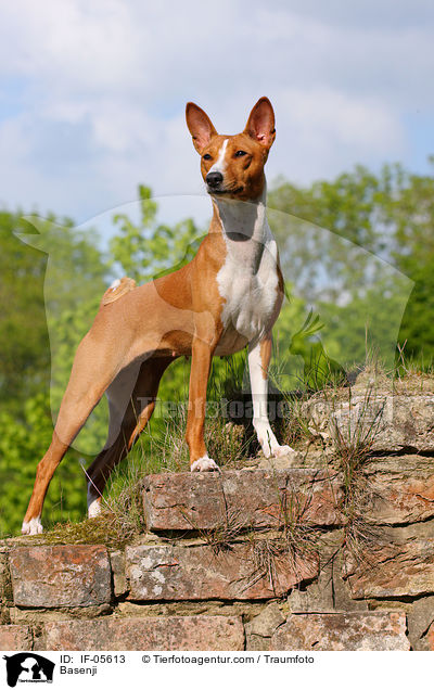 Basenji / IF-05613