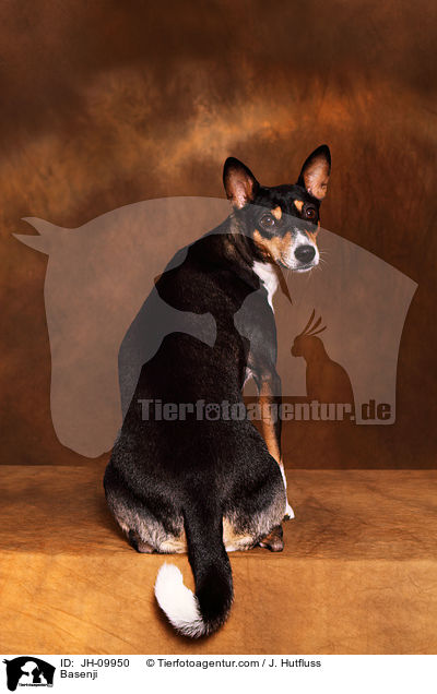 Basenji / Basenji / JH-09950