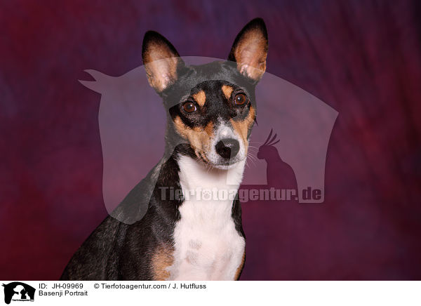 Basenji Portrait / Basenji Portrait / JH-09969