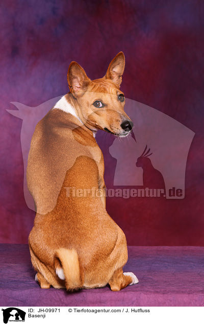 Basenji / Basenji / JH-09971