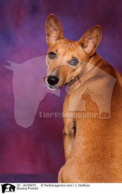 Basenji Portrait / Basenji Portrait / JH-09972