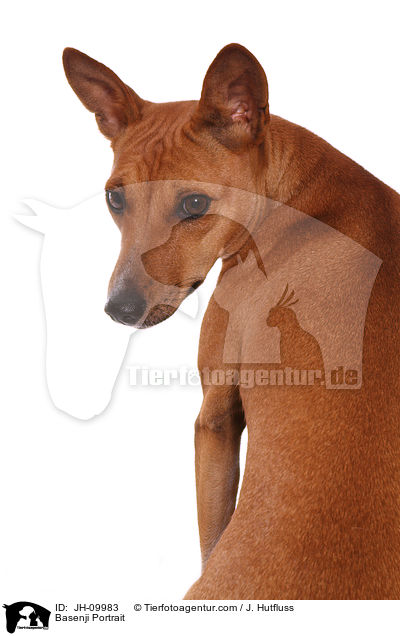 Basenji Portrait / Basenji Portrait / JH-09983