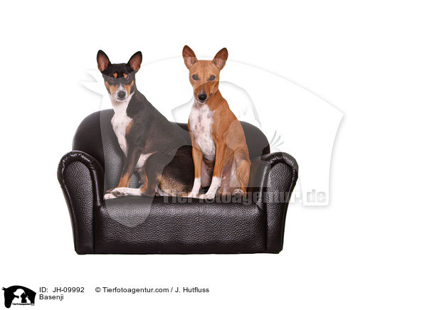 Basenji / JH-09992