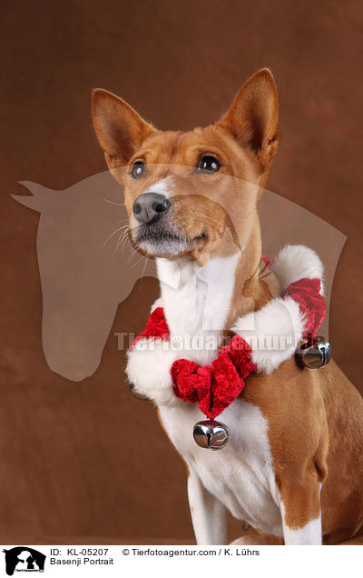 Basenji Portrait / Basenji Portrait / KL-05207