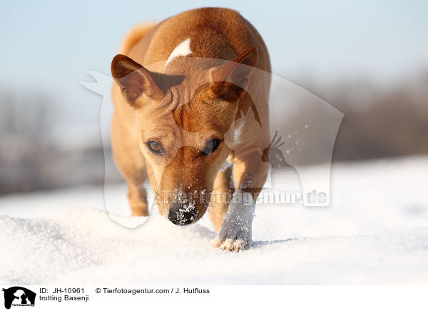 laufender Basenji / trotting Basenji / JH-10961