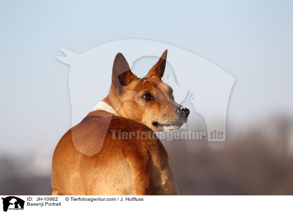 Basenji Portrait / Basenji Portrait / JH-10962