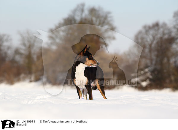 Basenji / Basenji / JH-10971