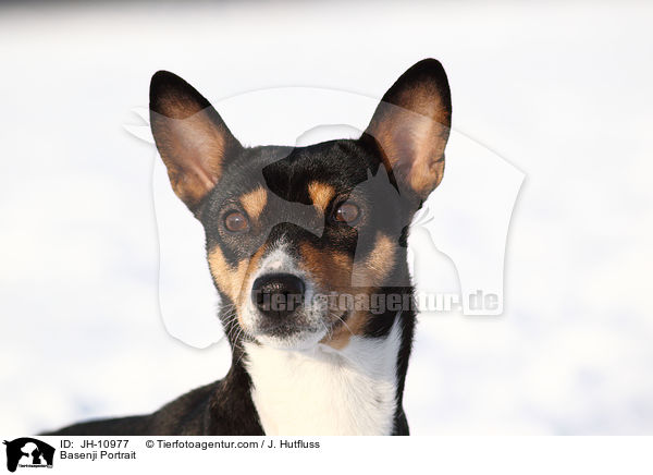 Basenji Portrait / Basenji Portrait / JH-10977