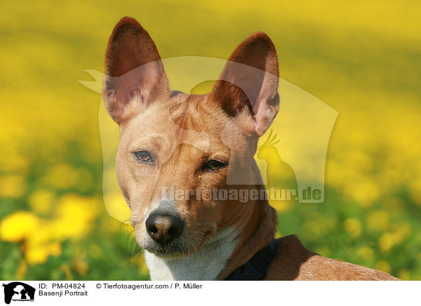 Basenji Portrait / Basenji Portrait / PM-04824