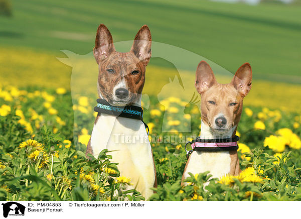 Basenji Portrait / Basenji Portrait / PM-04853