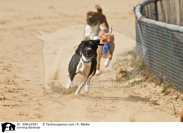 rennende Basenjis / running Basenjis / KMI-02591