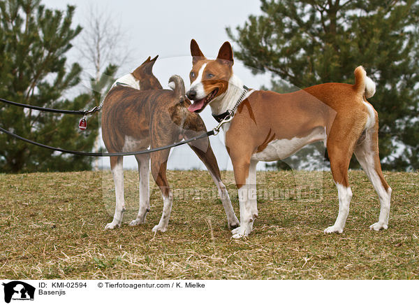 Basenjis / Basenjis / KMI-02594