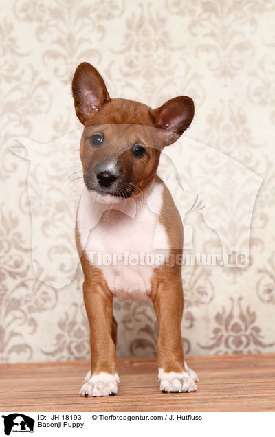 Basenji Welpe / Basenji Puppy / JH-18193