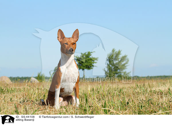 sitzender Basenji / sitting Basenji / SS-44108