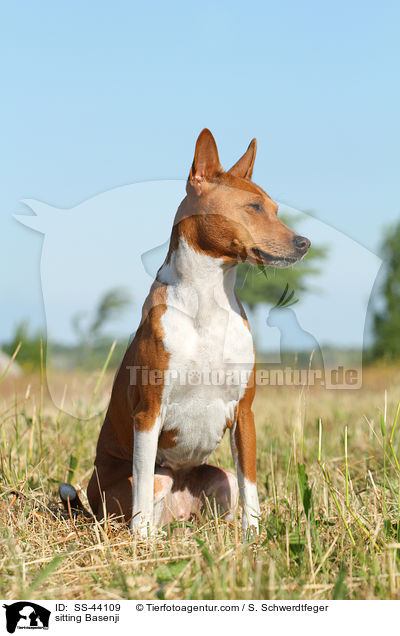 sitzender Basenji / sitting Basenji / SS-44109