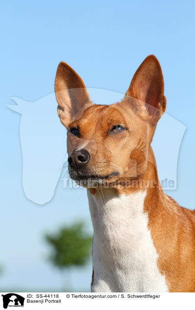 Basenji Portrait / Basenji Portrait / SS-44118