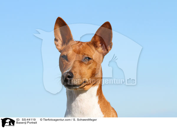 Basenji Portrait / Basenji Portrait / SS-44119