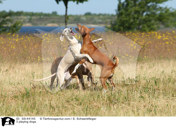 3 spielende Hunde / 3 playing dogs / SS-44145