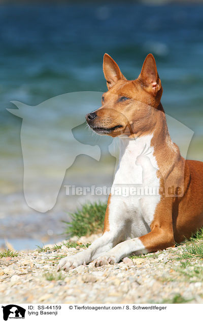 liegender Basenji / lying Basenji / SS-44159