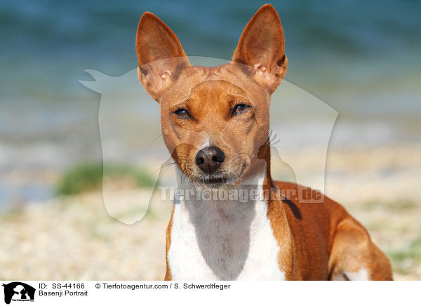 Basenji Portrait / Basenji Portrait / SS-44166