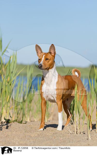 Basenji / IF-12658