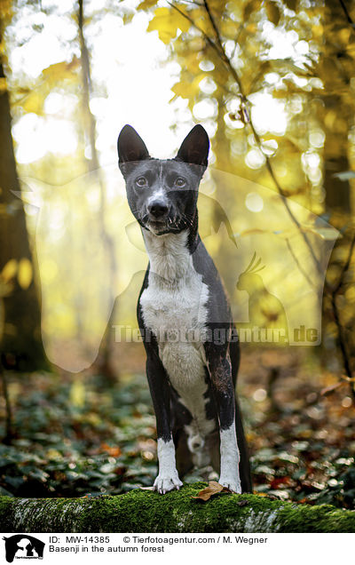 Basenji im herbstlichen Wald / Basenji in the autumn forest / MW-14385