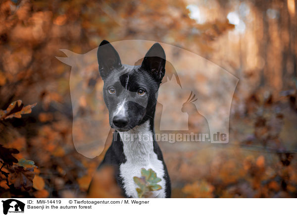 Basenji im herbstlichen Wald / Basenji in the autumn forest / MW-14419