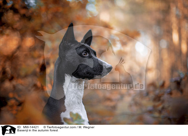 Basenji im herbstlichen Wald / Basenji in the autumn forest / MW-14421