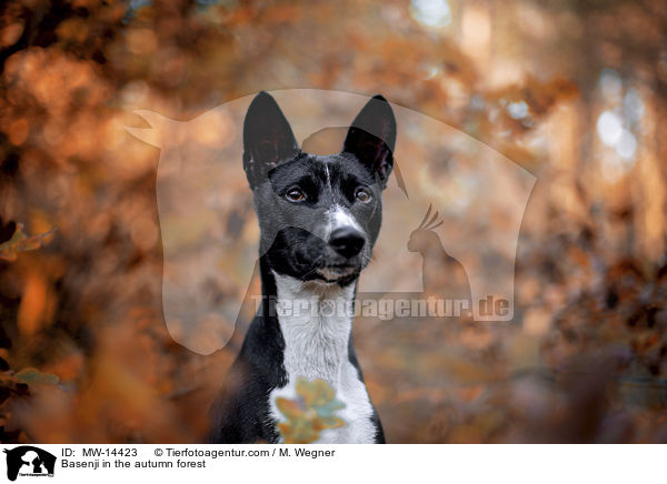 Basenji im herbstlichen Wald / Basenji in the autumn forest / MW-14423